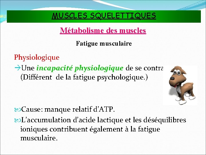 MUSCLES SQUELETTIQUES MUSCLES ET TISSU MUSCULAIRE Métabolisme des muscles Fatigue musculaire Physiologique Une incapacité