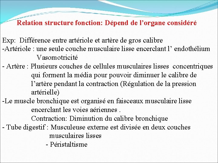 Relation structure fonction: Dépend de l’organe considéré Exp: Différence entre artériole et artère de