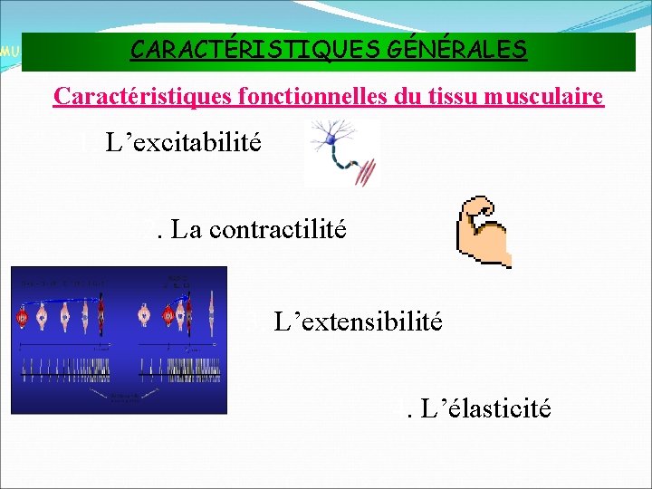 CARACTÉRISTIQUES GÉNÉRALES MUSCLES ET TISSU MUSCULAIRE Caractéristiques fonctionnelles du tissu musculaire 1. L’excitabilité 2.