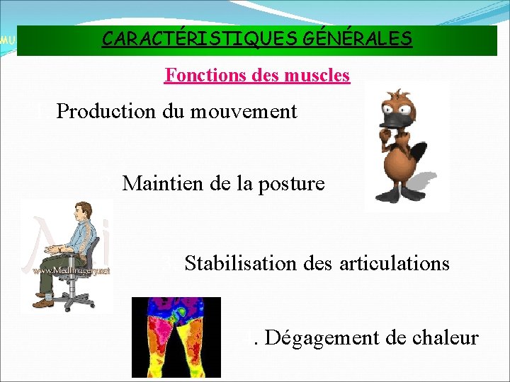 CARACTÉRISTIQUES GÉNÉRALES MUSCLES ET TISSU MUSCULAIRE Fonctions des muscles 1. Production du mouvement 2.