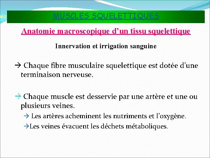 MUSCLES SQUELETTIQUES MUSCLES ET TISSU MUSCULAIRE Anatomie macroscopique d’un tissu squelettique Innervation et irrigation