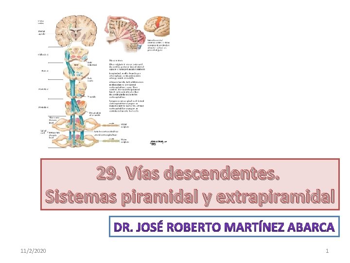 29. Vías descendentes. Sistemas piramidal y extrapiramidal 11/2/2020 1 