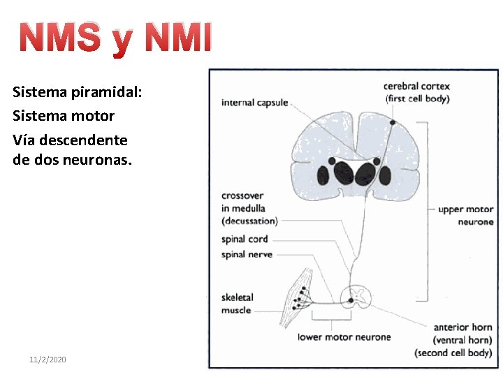 NMS y NMI Sistema piramidal: Sistema motor Vía descendente de dos neuronas. 11/2/2020 6