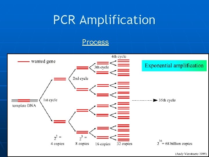 PCR Amplification Process 