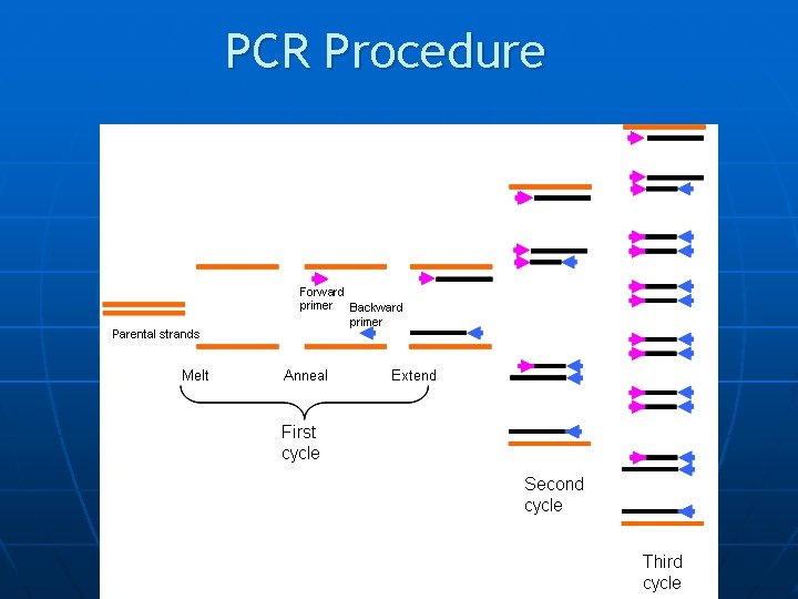 PCR Procedure 