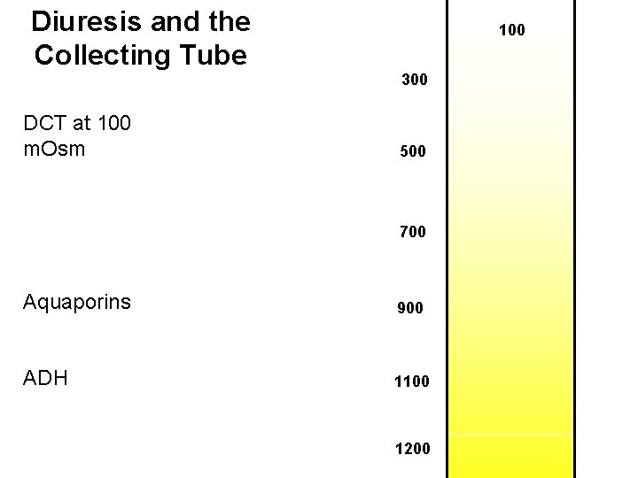 Diuresis and the Collecting Tube DCT at 100 m. Osm 100 300 500 700