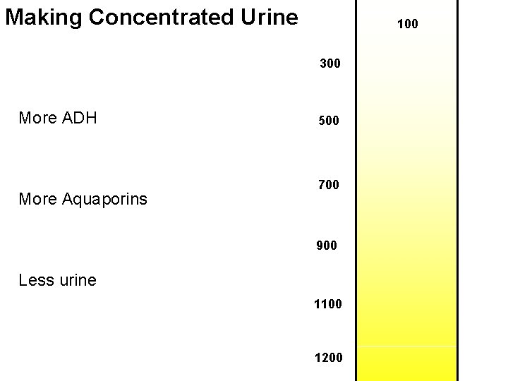 Making Concentrated Urine 100 300 More ADH More Aquaporins 500 700 900 Less urine