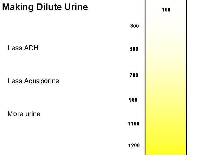 Making Dilute Urine 100 300 Less ADH Less Aquaporins 500 700 900 More urine