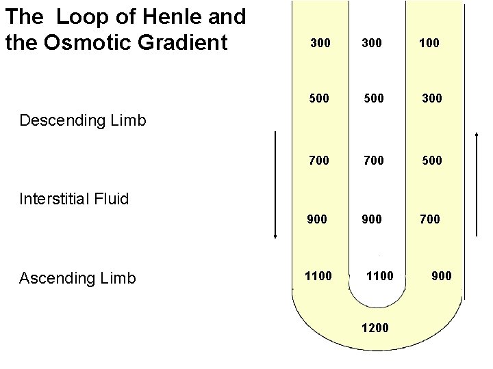 The Loop of Henle and the Osmotic Gradient 300 100 500 300 700 500