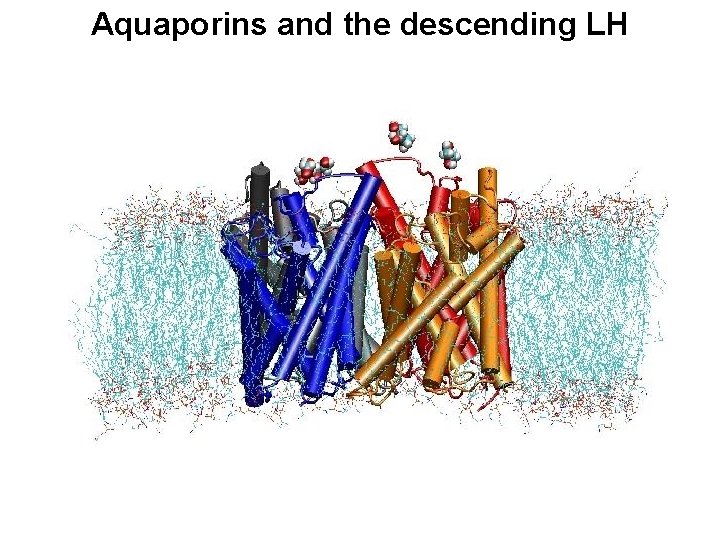 Aquaporins and the descending LH 