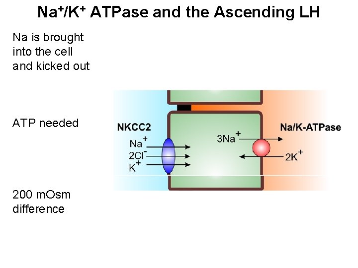 Na+/K+ ATPase and the Ascending LH Na is brought into the cell and kicked