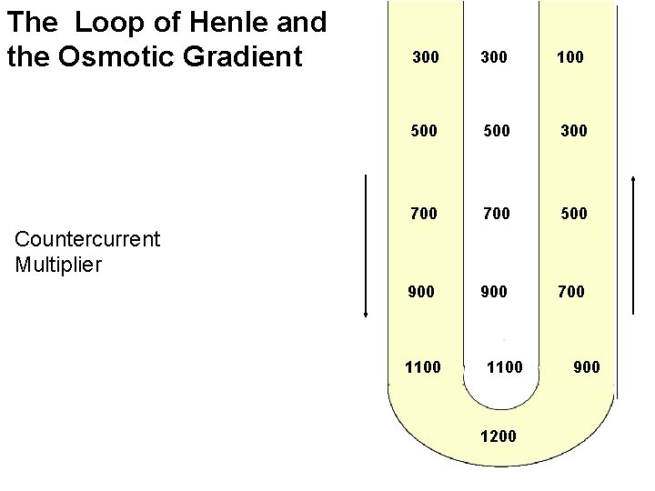 The Loop of Henle and the Osmotic Gradient 300 100 500 300 700 500