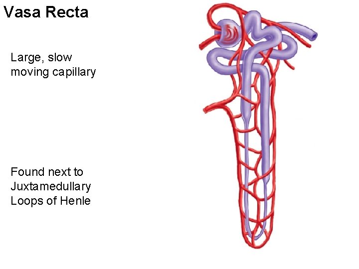 Vasa Recta Large, slow moving capillary Found next to Juxtamedullary Loops of Henle 