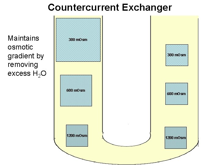 Countercurrent Exchanger Maintains osmotic gradient by removing excess H 2 O 300 m. Osm