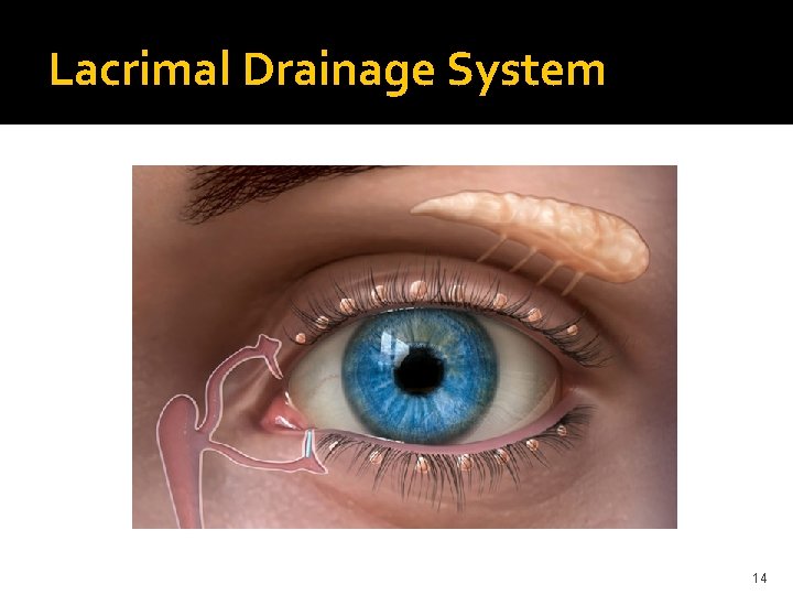 Lacrimal Drainage System 14 