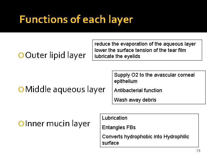 Functions of each layer Outer lipid layer reduce the evaporation of the aqueous layer