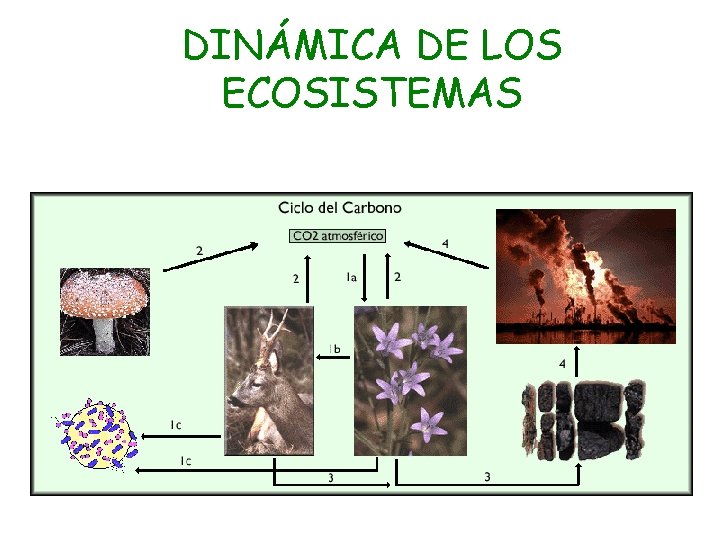 DINMICA DE LOS ECOSISTEMAS Fotosntesis CO 2 materia