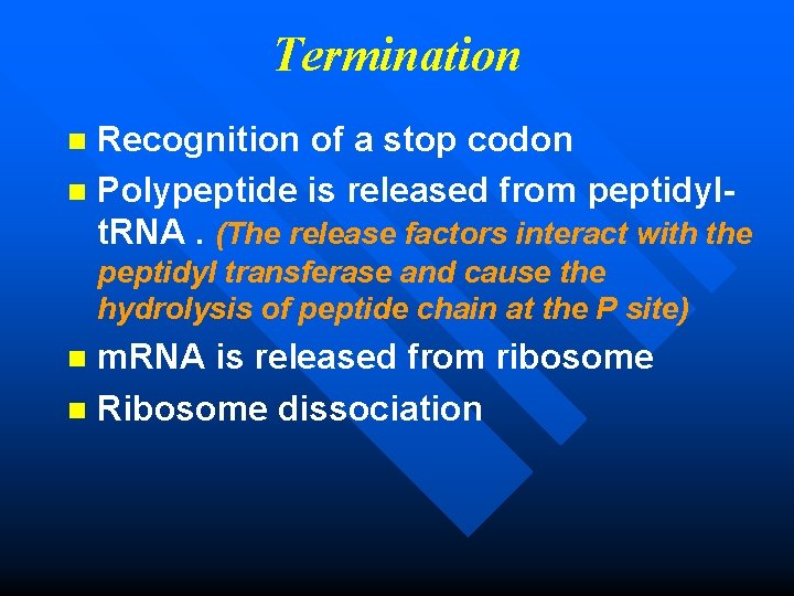 Termination Recognition of a stop codon n Polypeptide is released from peptidylt. RNA. (The