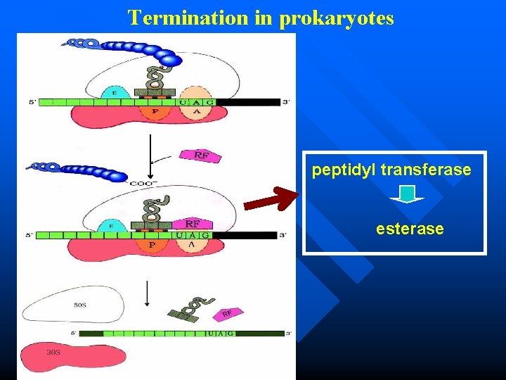 Termination in prokaryotes peptidyl transferase esterase 