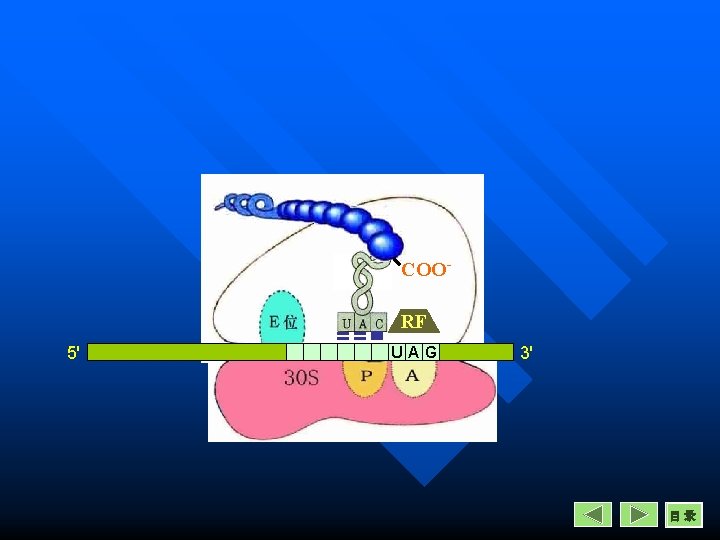 COORF 5' UAG 3' 目录 