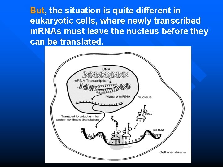 But, the situation is quite different in eukaryotic cells, where newly transcribed m. RNAs
