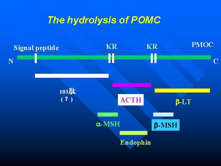 The hydrolysis of POMC KR Signal peptide PMOC KR N C 103肽 ( ？)