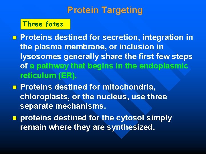 Protein Targeting Three fates n n n Proteins destined for secretion, integration in the