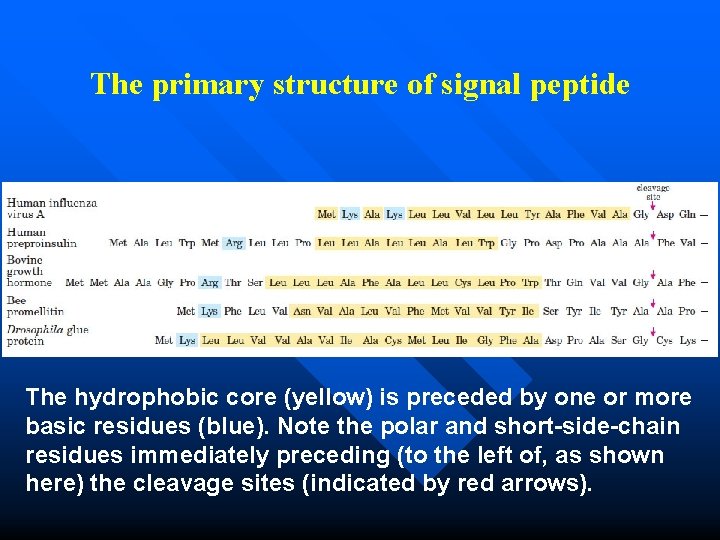 The primary structure of signal peptide The hydrophobic core (yellow) is preceded by one