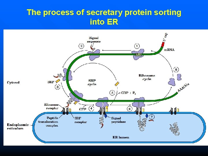 The process of secretary protein sorting into ER 