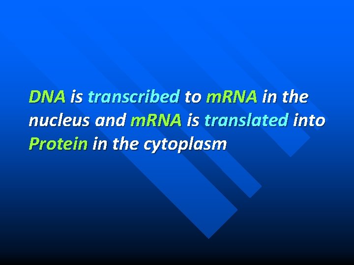 DNA is transcribed to m. RNA in the nucleus and m. RNA is translated