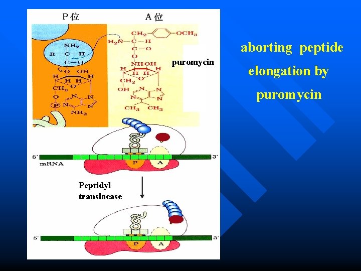 aborting peptide puromycin elongation by puromycin Peptidyl translacase 