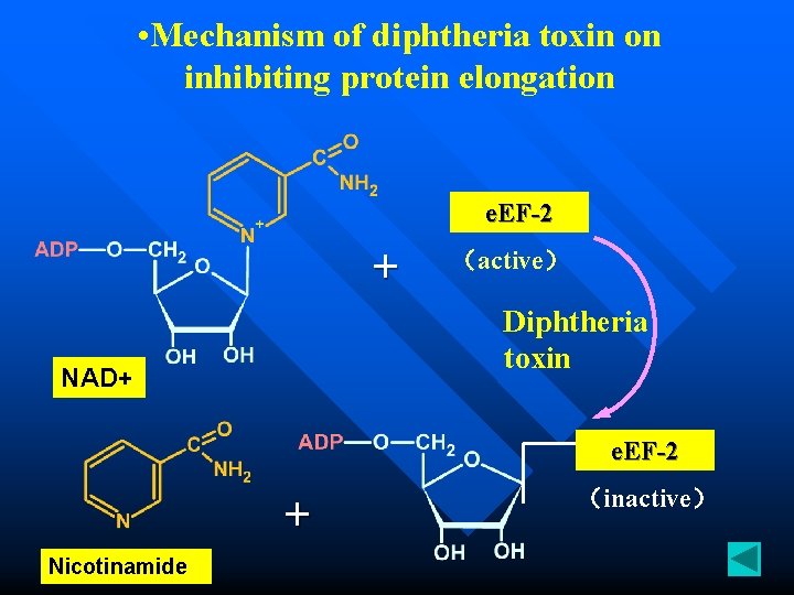  • Mechanism of diphtheria toxin on inhibiting protein elongation e. EF-2 + （active）