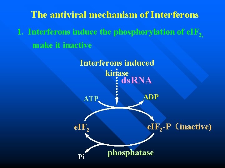 The antiviral mechanism of Interferons 1. Interferons induce the phosphorylation of e. IF 2,