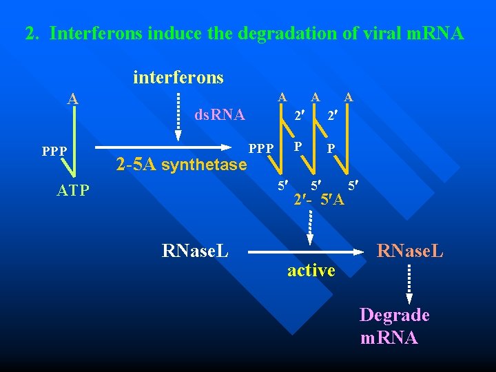 2. Interferons induce the degradation of viral m. RNA interferons A PPP A ds.