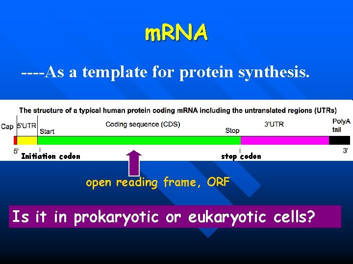 m. RNA ----As a template for protein synthesis. Initiation codon stop codon open reading