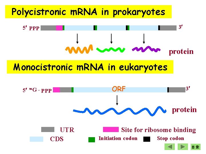 Polycistronic m. RNA in prokaryotes 3 5 PPP protein Monocistronic m. RNA in eukaryotes