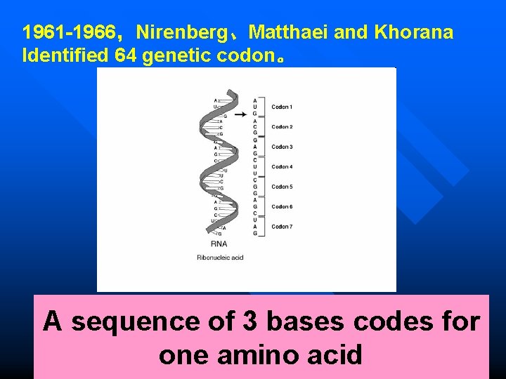 1961 -1966，Nirenberg、Matthaei and Khorana Identified 64 genetic codon。 A sequence of 3 bases codes