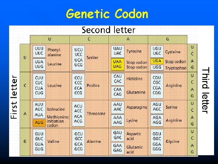 Genetic Codon Third letter 