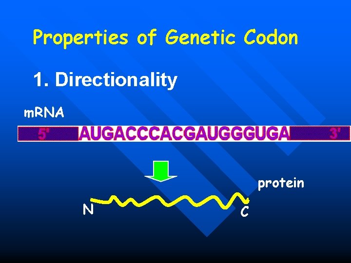 Properties of Genetic Codon 1. Directionality m. RNA protein N C 