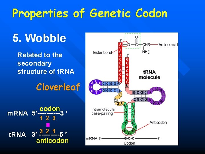 Properties of Genetic Codon 5. Wobble Related to the secondary structure of t. RNA