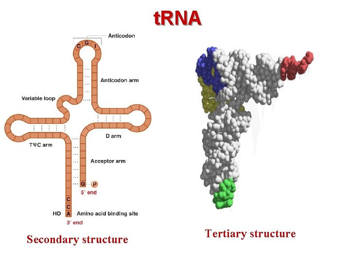 t. RNA Secondary structure Tertiary structure 