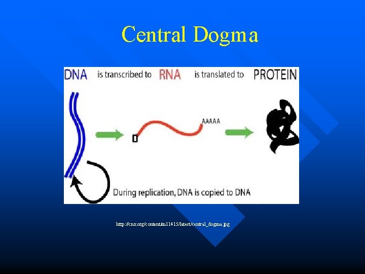 Central Dogma http: //cnx. org/content/m 11415/latest/central_dogma. jpg 