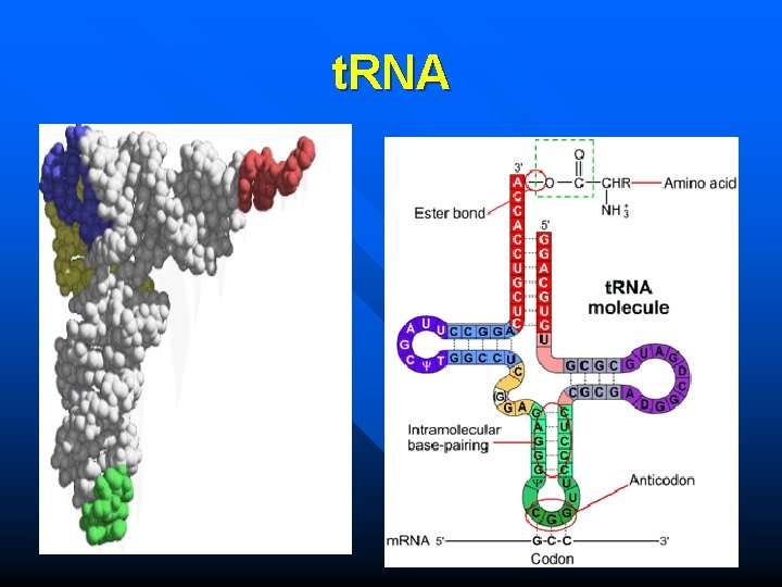 t. RNA 