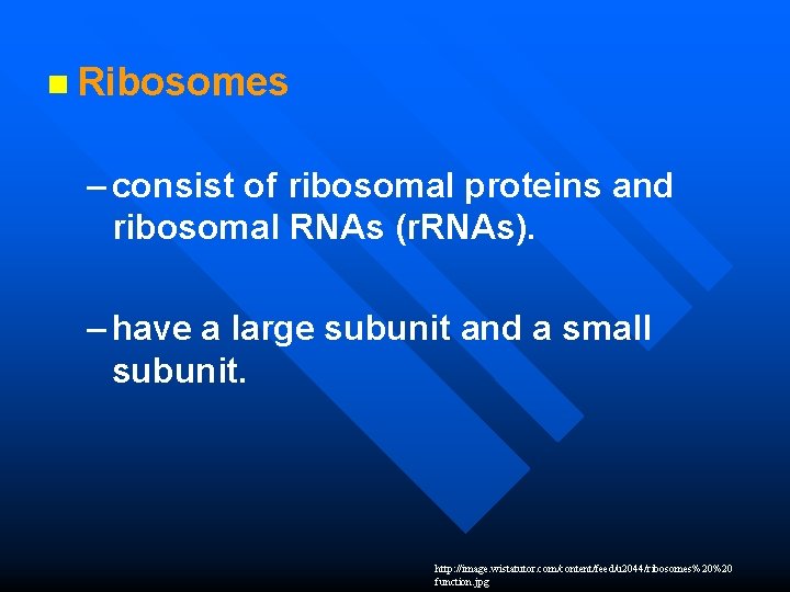 n Ribosomes – consist of ribosomal proteins and ribosomal RNAs (r. RNAs). – have