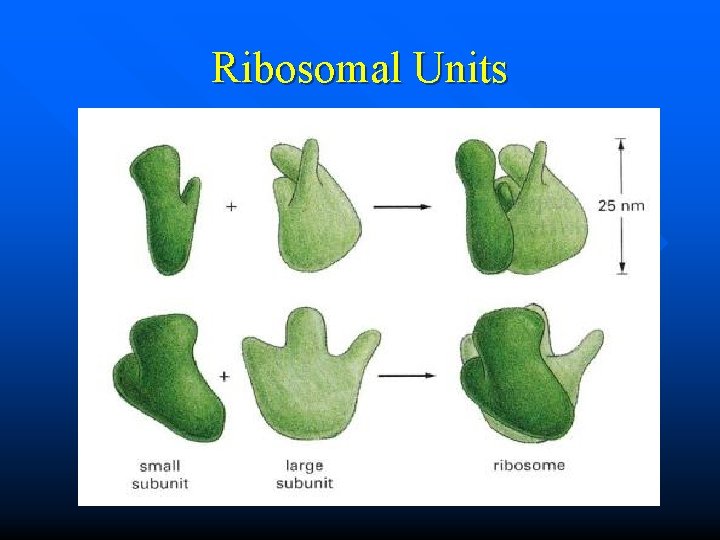 Ribosomal Units 