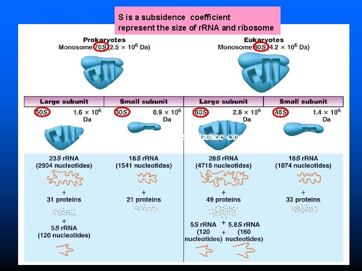 S is a subsidence coefficient represent the size of r. RNA and ribosome subsidence