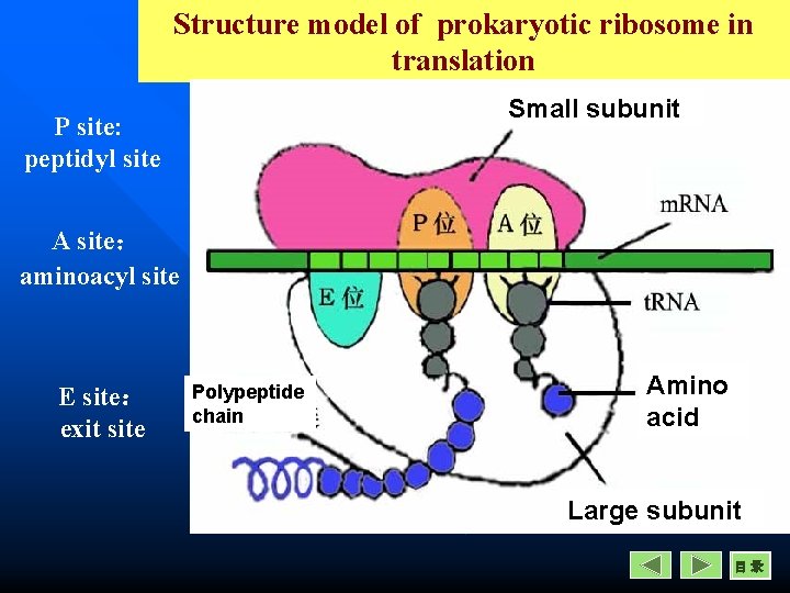 Structure model of prokaryotic ribosome in translation Small subunit P site: peptidyl site A