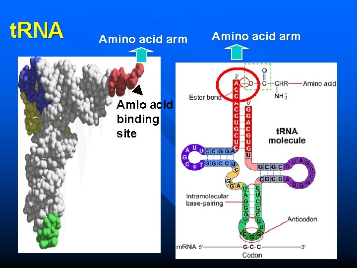 t. RNA Amino acid arm Amio acid binding site Amino acid arm 