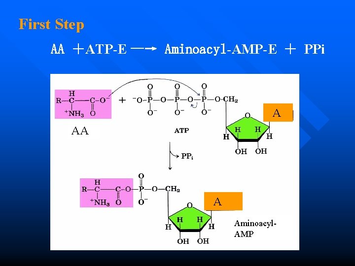 First Step AA ＋ATP-E —→ Aminoacyl-AMP-E ＋ PPi A AA A Aminoacyl. AMP 