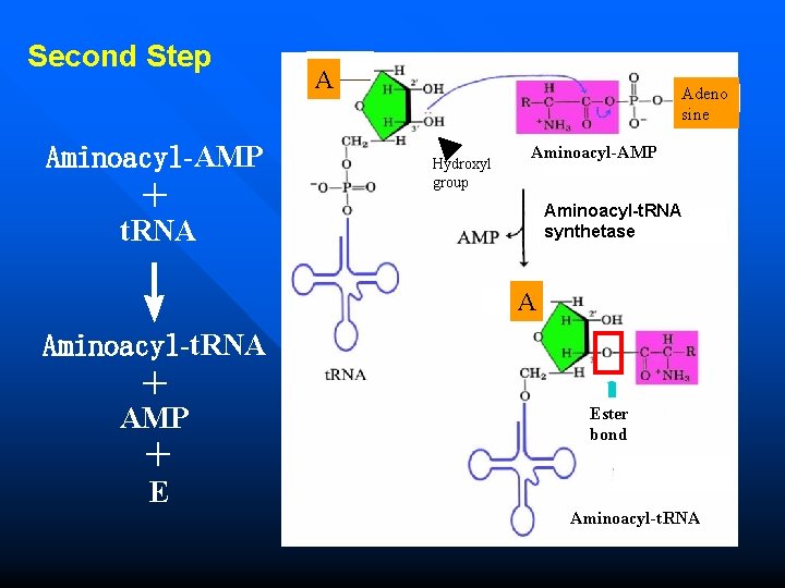 Second Step A Adeno sine Aminoacyl-AMP ＋ t. RNA Hydroxyl group Aminoacyl-t. RNA synthetase